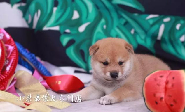 柴犬和豆柴犬哪个更贵（附：豆柴犬贵还是柴犬贵）