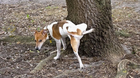地上喷什么可以防止狗尿？方法在这里