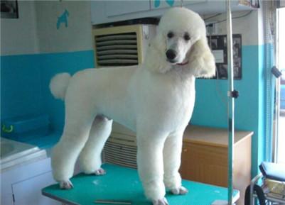 最新的纯种巨贵价格表（啥样的标准才能称巨型贵宾犬）