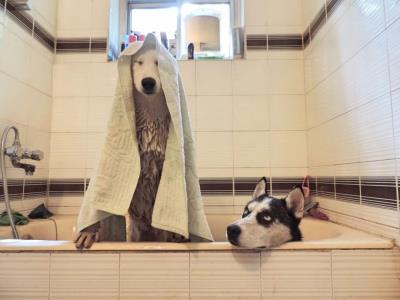 狗能用人的沐浴露吗（别再给狗狗用人的沐浴露了）