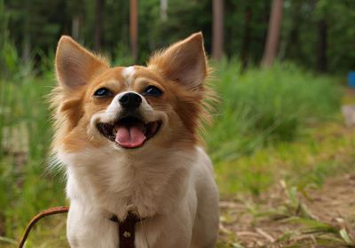 狗狗总是干呕怎么回事