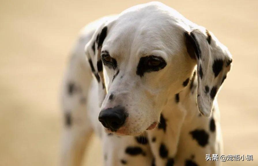 家里或宠物有跳蚤如何彻底去除(盘点不同场景如何抹除跳蚤的方法)