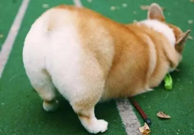 不知道柯基怀孕多久能生产？看这里~