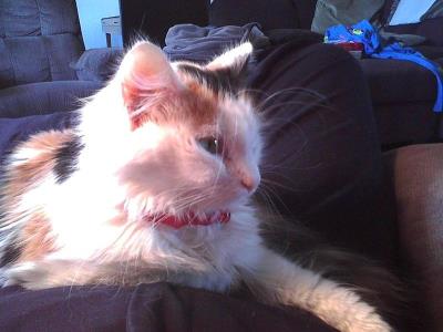 猫为什么会得猫传腹（猫传腹知识点）