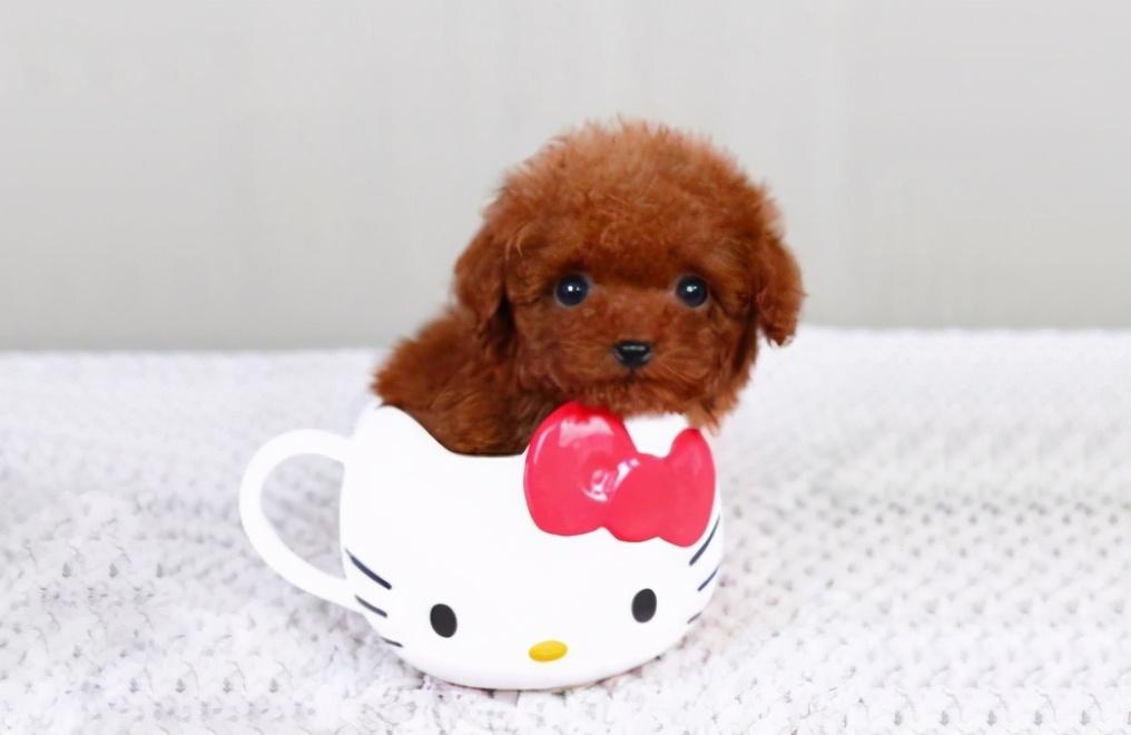 价格便宜的宠物狗幼犬品种有哪些（盘点2023便宜的小型宠物狗）