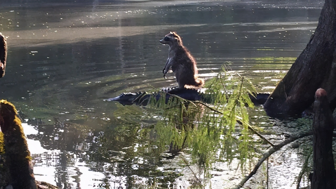 raccoon是哪种动物呢（附：浣熊属于什么科动物）