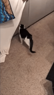 猫腿瘸的几种原因