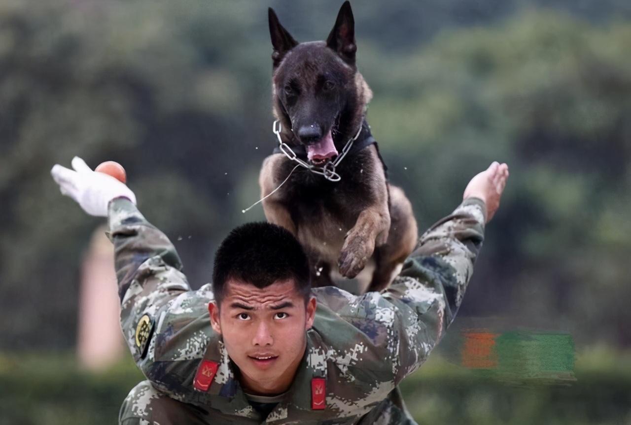 马犬如何看品相(详解:挑选马犬幼犬的小窍门)