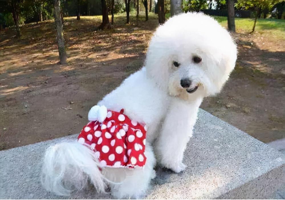 狗狗月经走了为啥桃子还肿（狗狗生理期之后护理及注意事项）