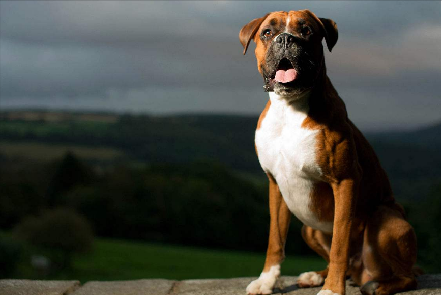 为何养“拳师犬”的人越来越多