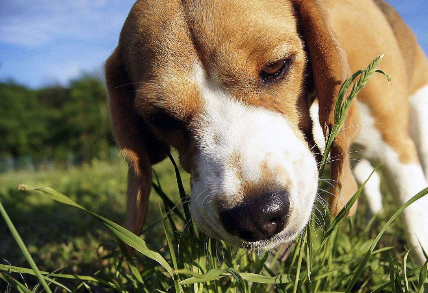 五种最忠心的狗狗推荐（最护主的狗是什么品种）