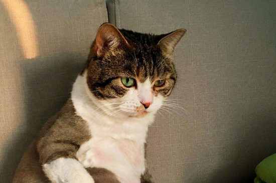 猫发烧多表现为何症状（附：猫咪发烧的治疗方法）