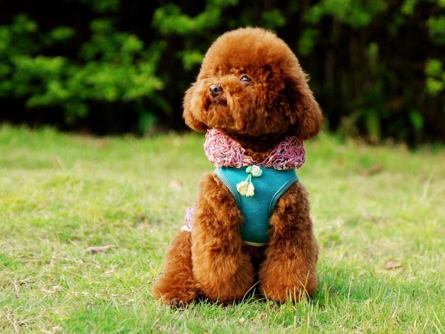 建议养好泰迪的6大攻略（泰迪狗怎么喂养方法）