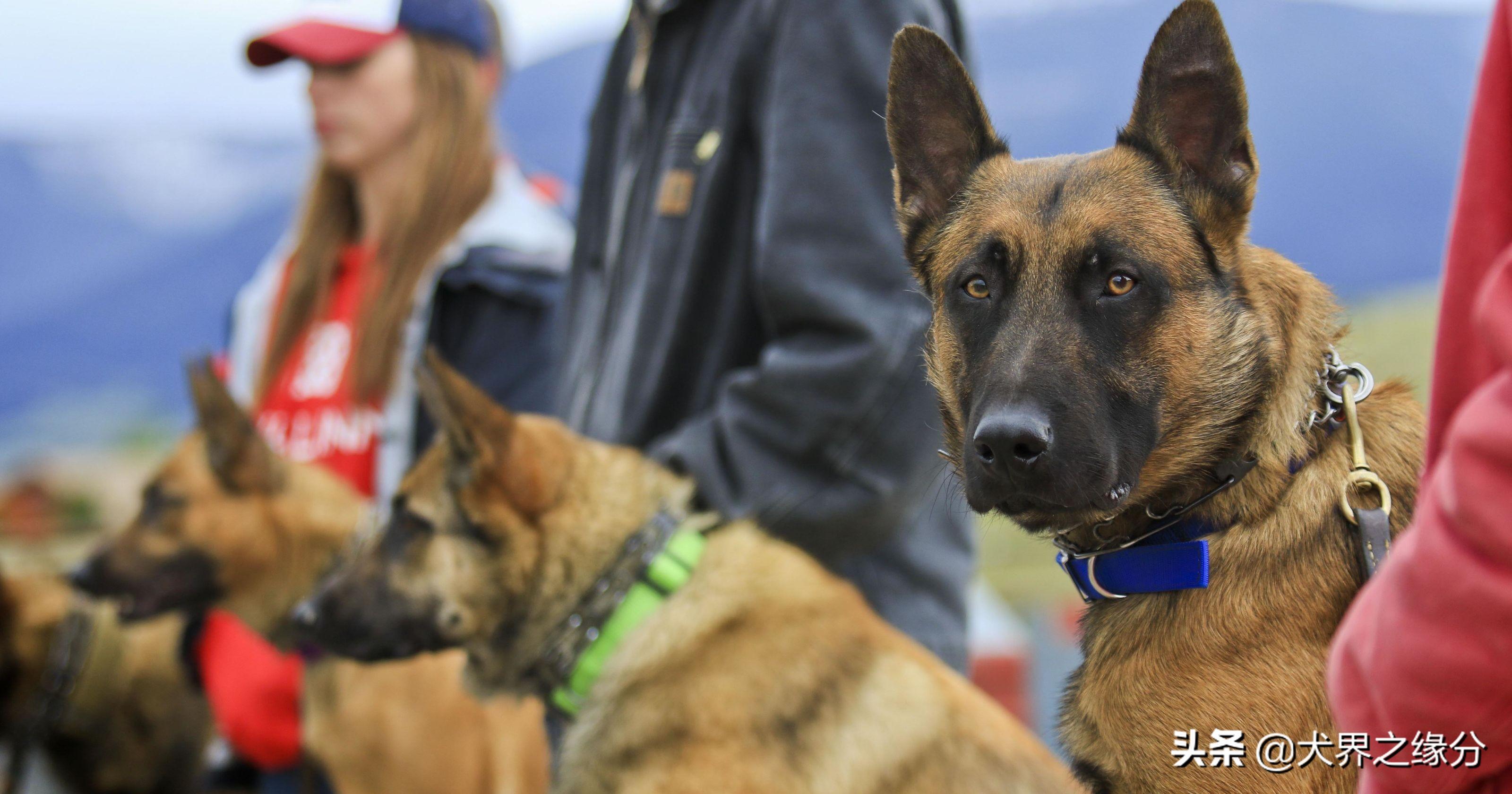 马犬图片大全纯种长啥样（教你3点精髓让你成为马犬专家）