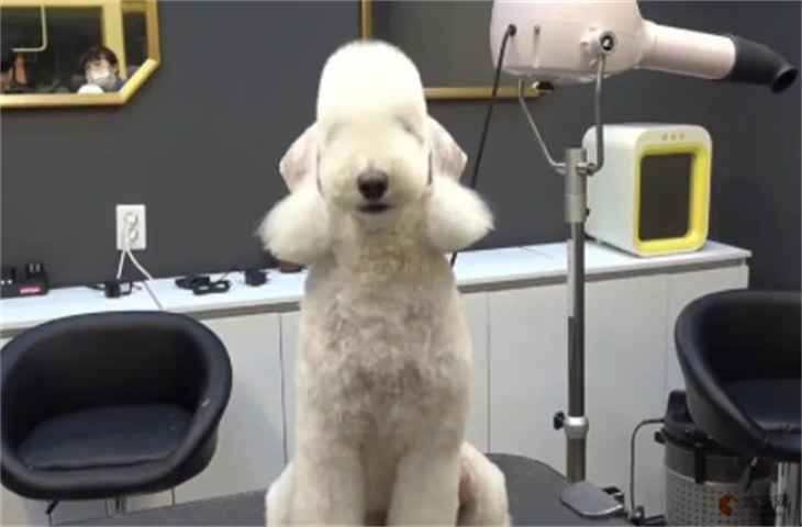 品相一般的贝灵顿梗2000元贵吗