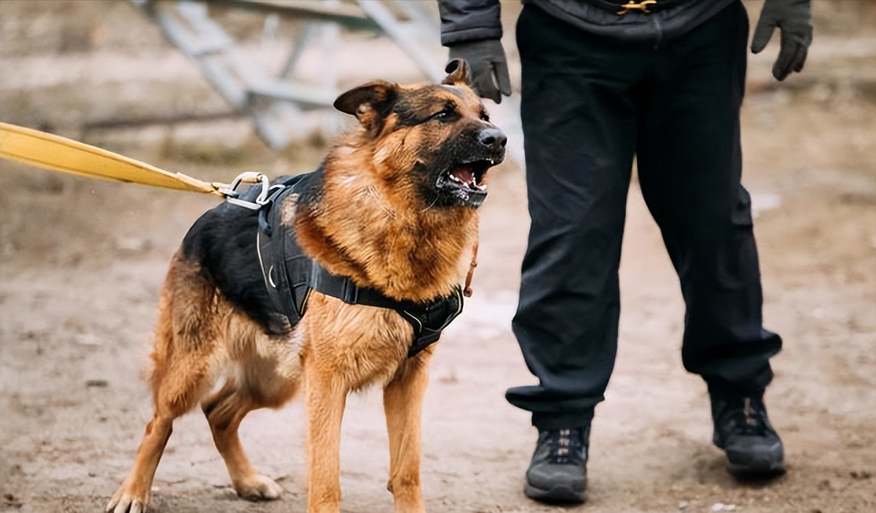 德国牧羊犬难养吗（详解：德国牧羊犬的优缺点）