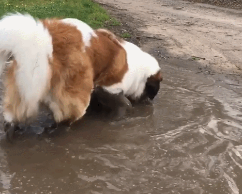 圣伯纳犬性格怎么样（详解：圣伯纳犬的特征）