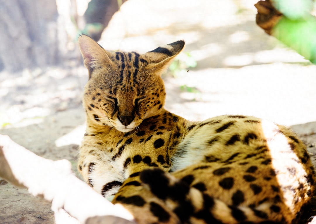 斯芬克斯猫等价格一览表2023（猫奴必备：探秘养猫界的名贵品种）