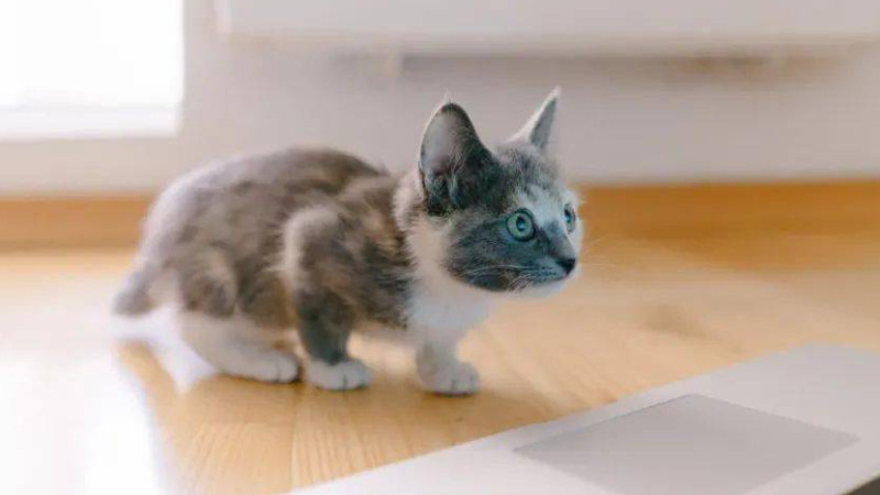 猫会是家里人另一种寄托感情的方式嘛