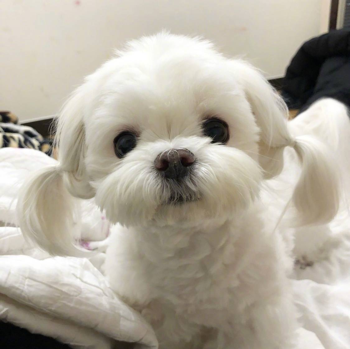 怎么养马尔济斯犬才好（详解：饲养马尔济斯的注意事项）