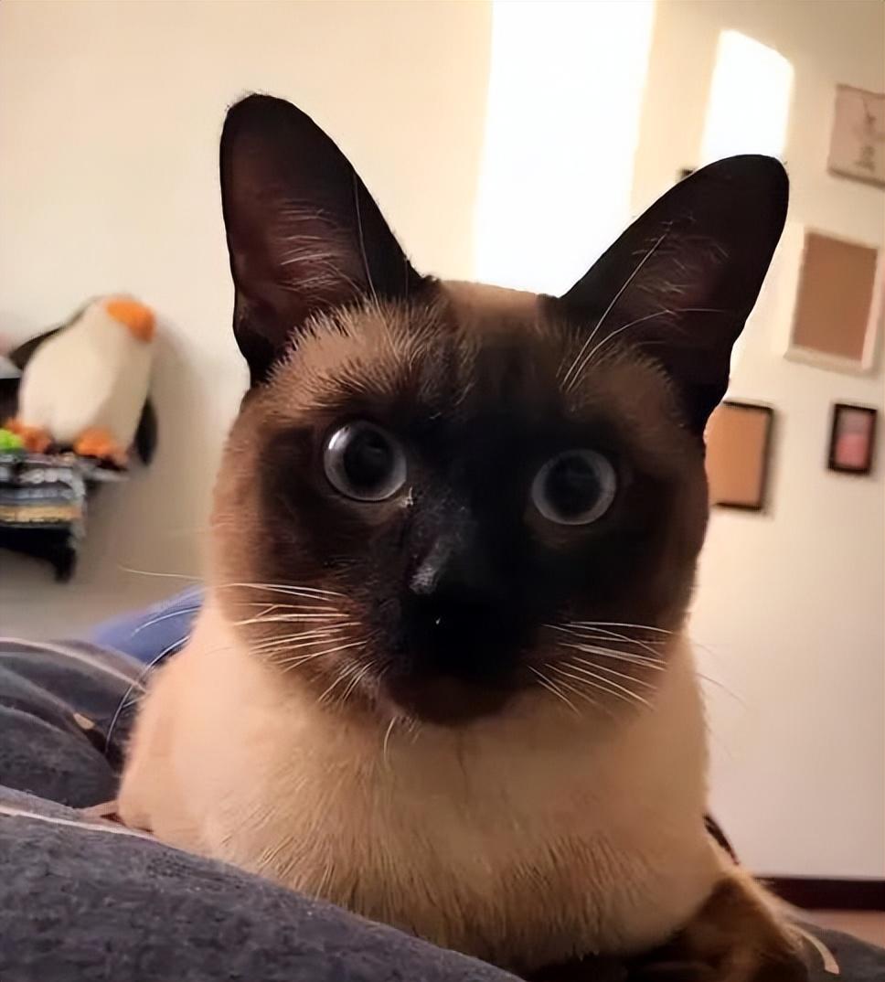 教你挑选纯种暹罗猫的方法（暹罗猫怎么看品相）