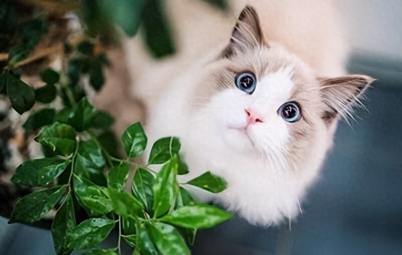 布偶猫（详解：“布偶猫”逐渐退出宠物圈的原因）