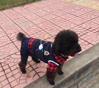 一岁多的泰迪怎么养(泰迪一生的饲养全攻略)