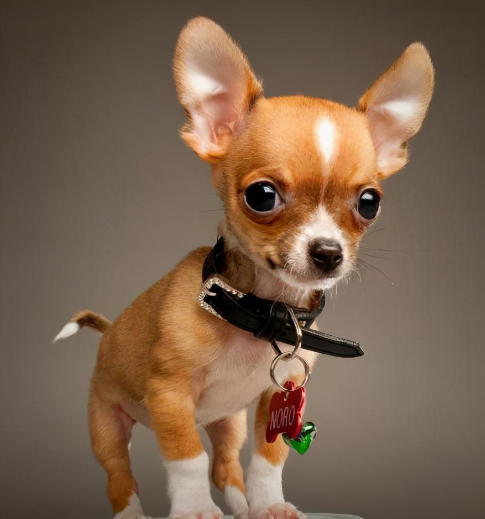 价格便宜的宠物狗幼犬品种有哪些（盘点2023便宜的小型宠物狗）