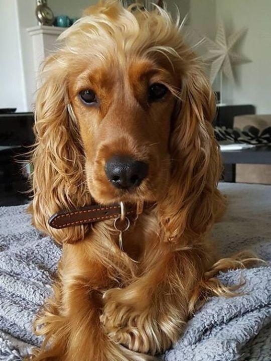 可卡犬为什么没人养（了解养可卡的好处与坏处）