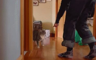 猫腿瘸了自己能恢复吗(猫后腿瘸了自己能恢复吗)