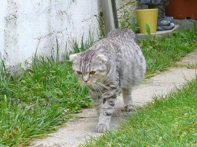 猫为什么会得猫传腹（猫传腹知识点）