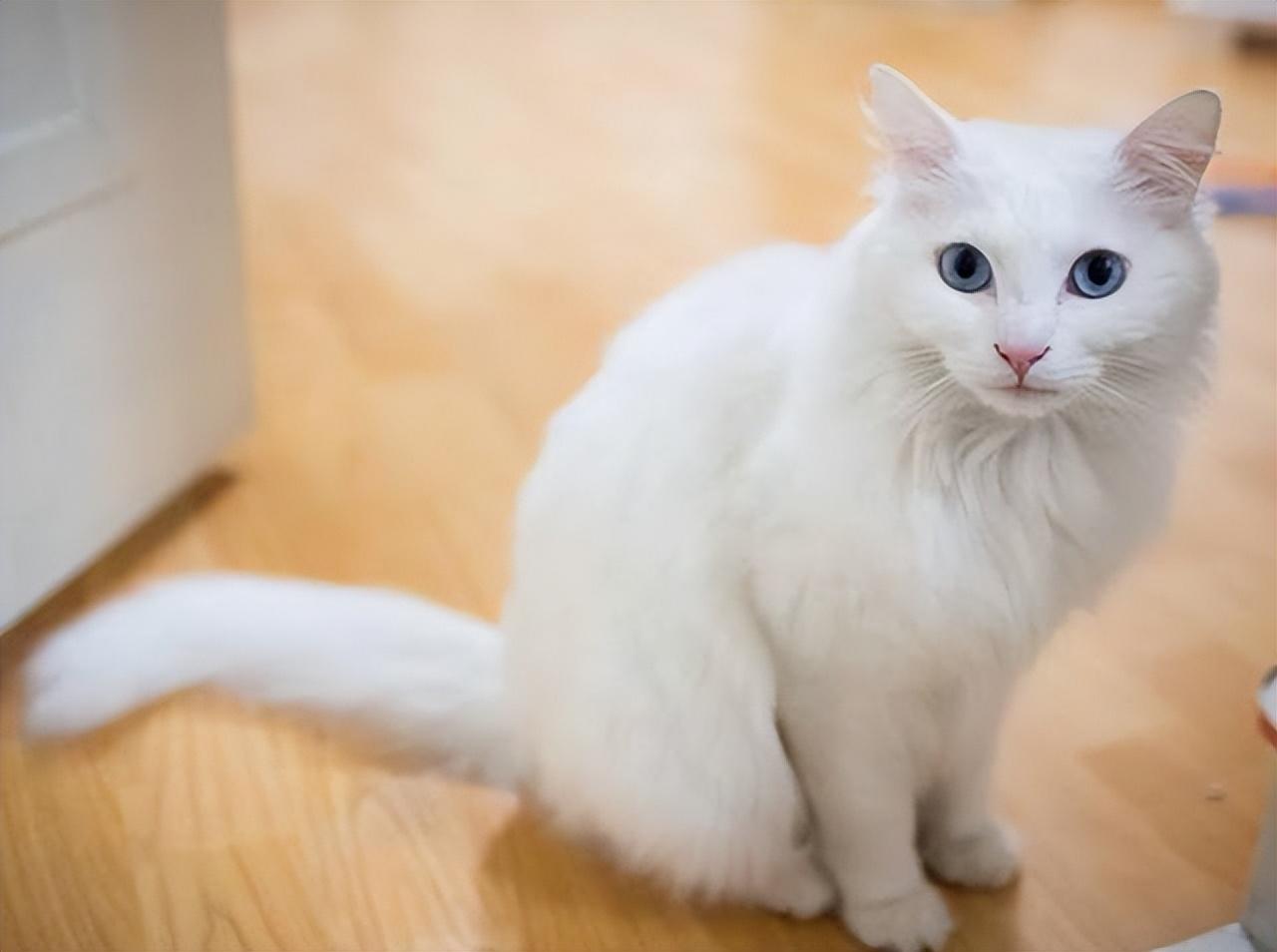 猫的图片大全大图侧面（看图识小猫猫品种大全）