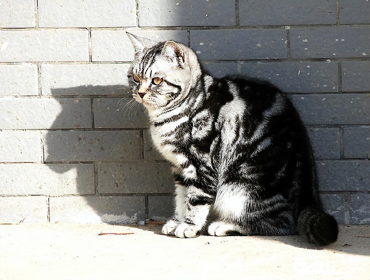 猫的图片大全大图侧面（看图识小猫猫品种大全）