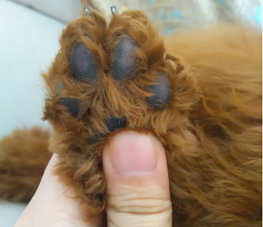 手把手教你鉴别泰迪品相标准（泰迪犬怎么挑选）