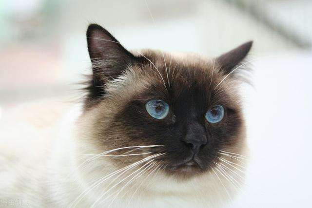 煤老板泰国虎斑猫图片