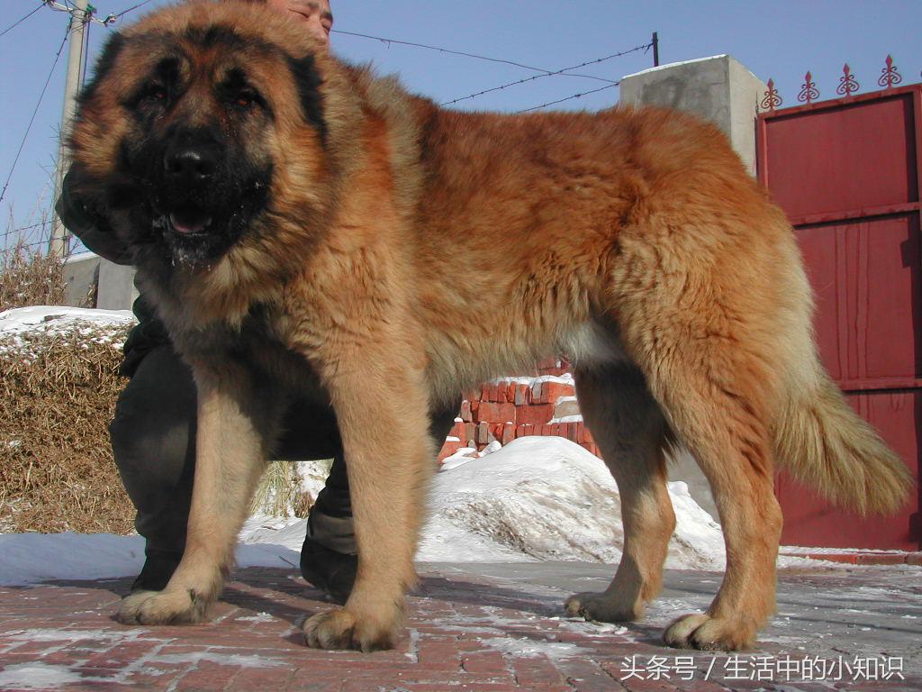 高加索犬图片（高加索犬幼崽多少钱一只）