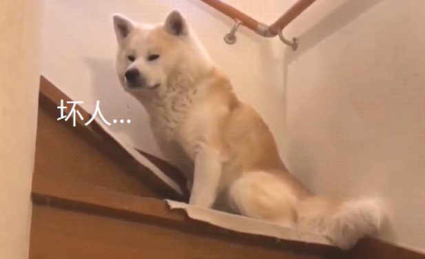 狗主人外出上下班 秋田犬就“愁眉不展”：外边有狗了吧