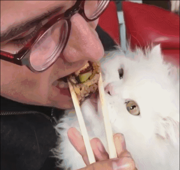 猫咪舔人手是代表什么(猫咪舔人手是什么意思)