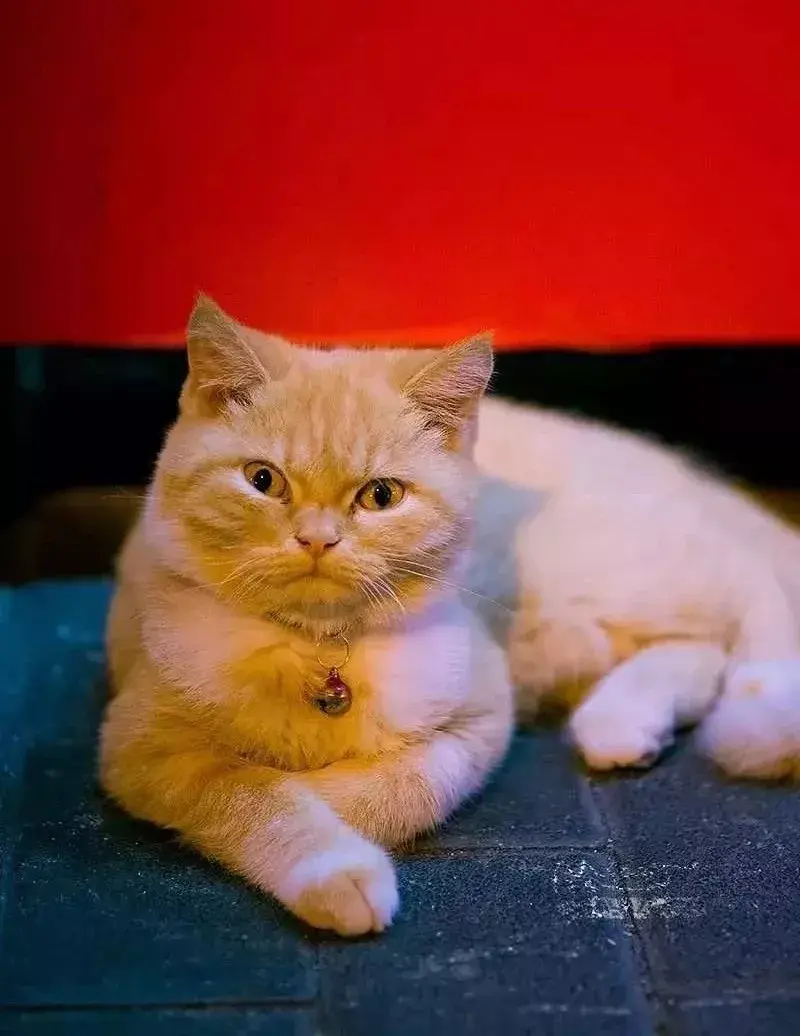 萌猫图片大全（猫咪图片可爱又呆萌）