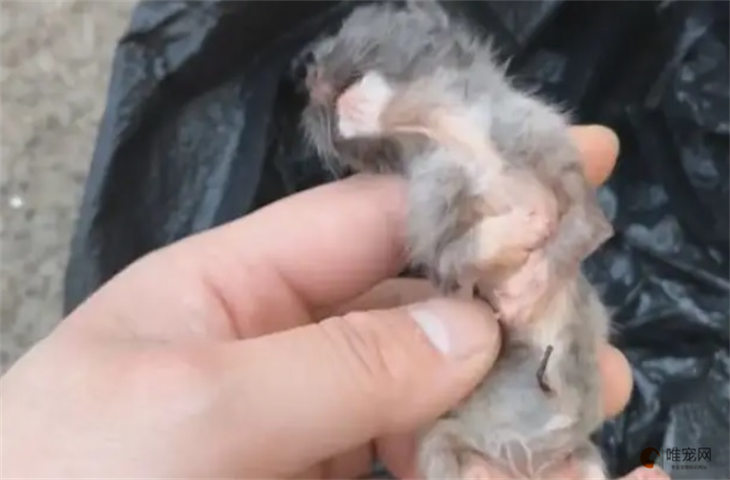 刚出生的小猫几天渡过危险期（ 附：养不活的特征有哪些）