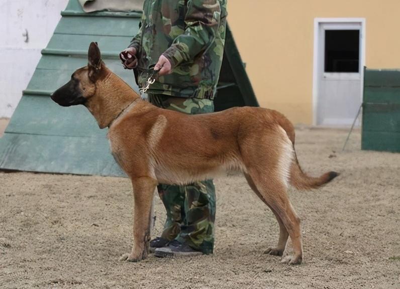 马犬如何看品相(详解:挑选马犬幼犬的小窍门)