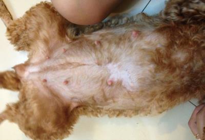 狗狗假孕该怎么处理（狗狗也会假装怀孕）