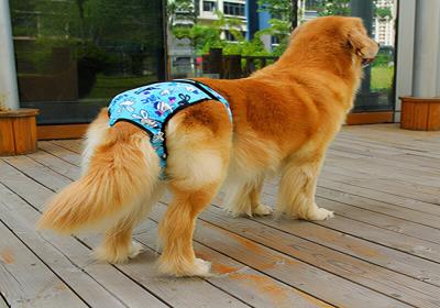 狗狗会来大姨妈吗（狗狗来大姨妈的时间）