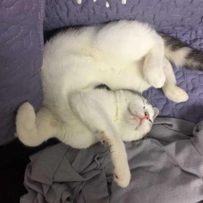 猫咪睡姿代表什么图解（猫咪睡姿反应猫咪性格）