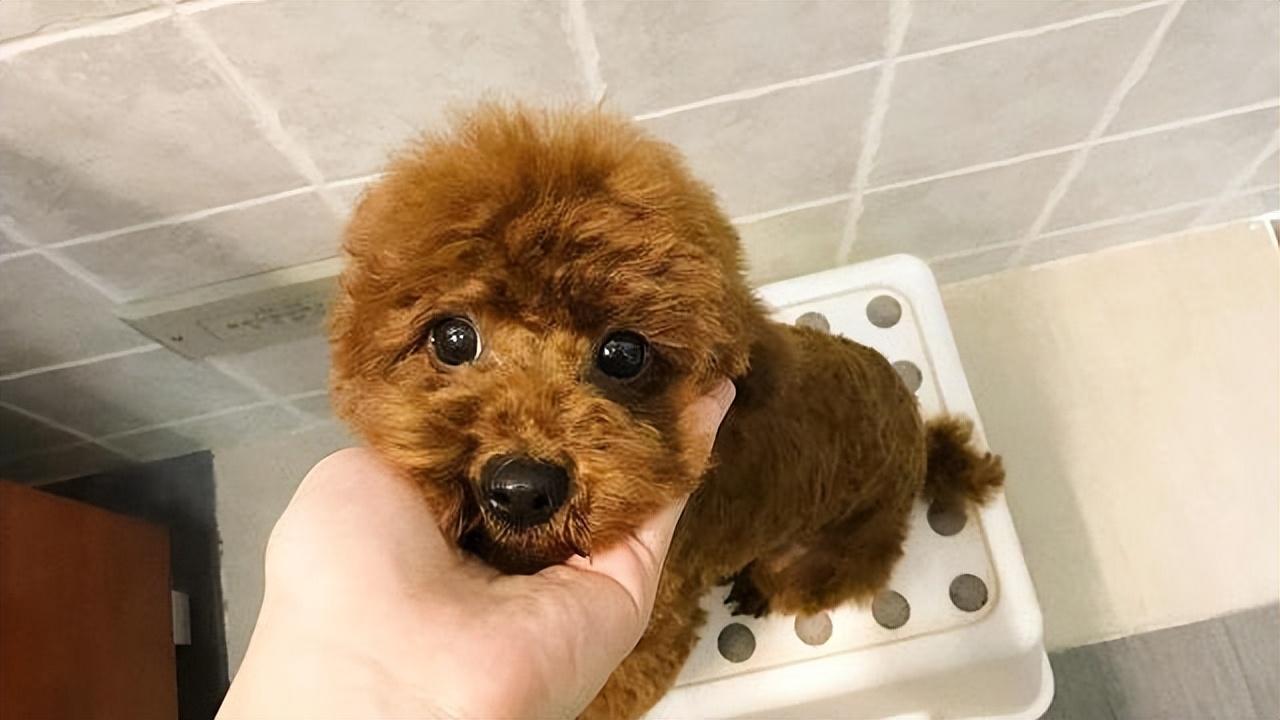 手把手教你鉴别泰迪品相标准（泰迪犬怎么挑选）