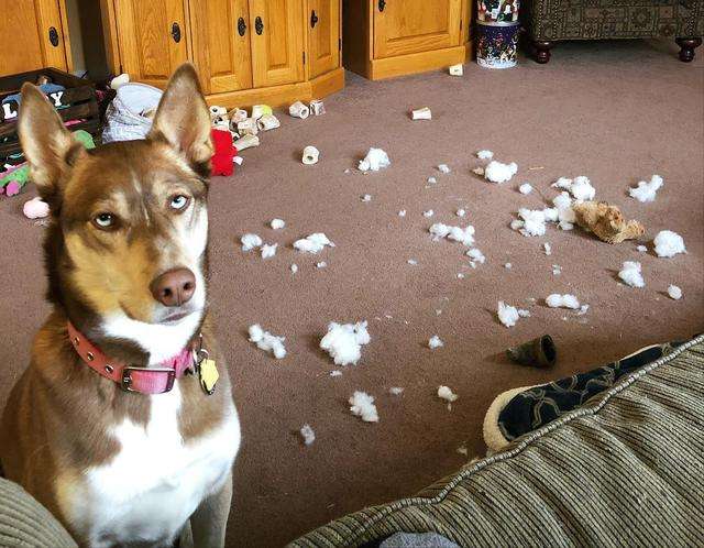 狗狗“拆家”屡教不改,别急着打,针对原因好解决