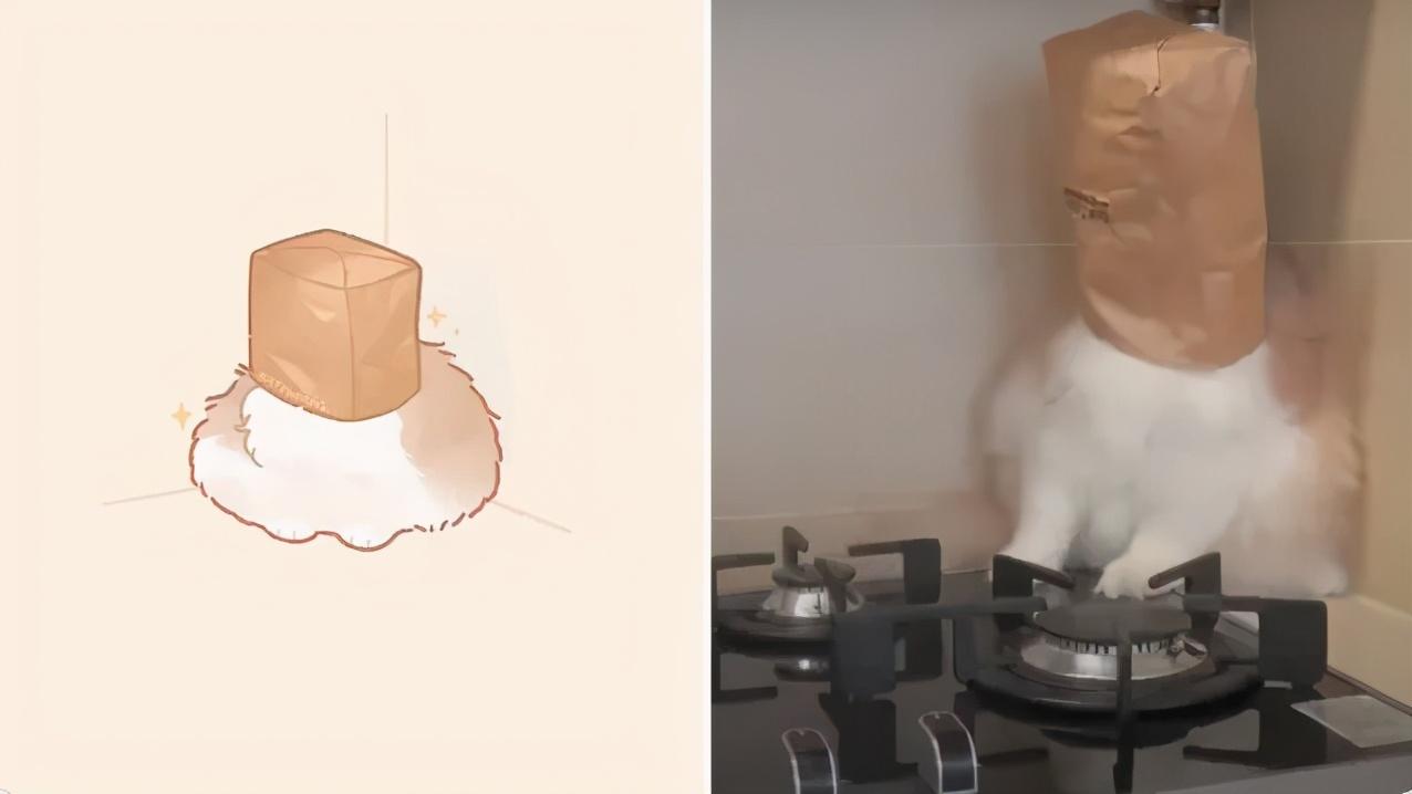 治愈人的猫咪图片合集（盘点抖音最火的猫猫头像）