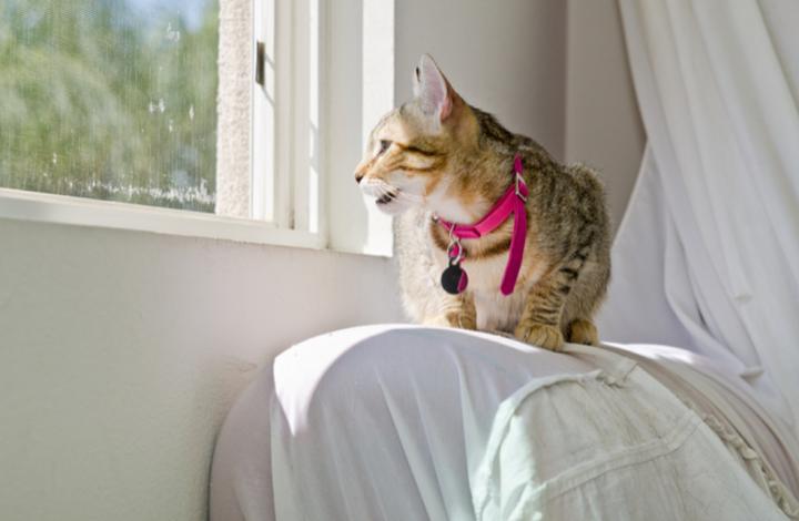 猫老在面前嗷呜叫是为啥呢（详解：资深猫奴与猫有效沟通技巧）