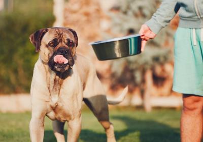 狗慢性胰腺炎的4大症状（狗狗胰腺炎有什么症状)