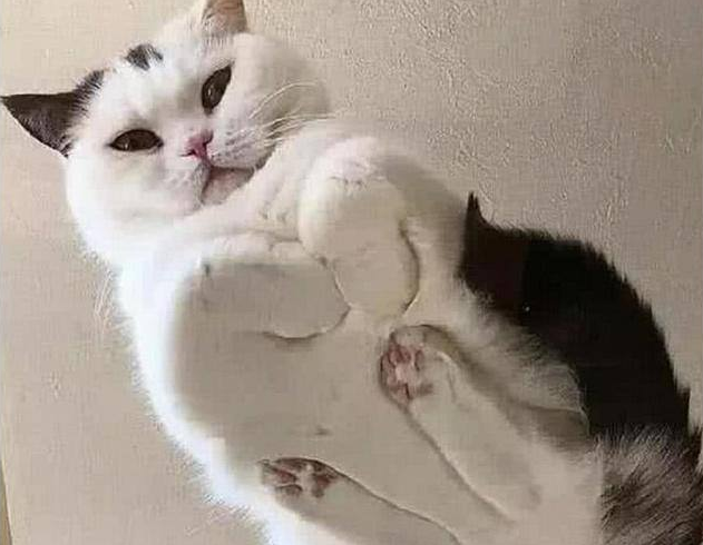 猫为啥喜欢凑人脸上闻(猫为啥喜欢凑人脸上闻来闻去)